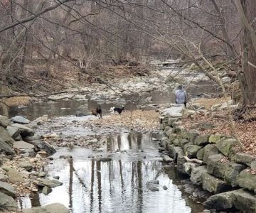 Glencarlyn Dog Park
