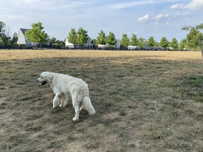 Willowsford - The Greens Dog Park 8