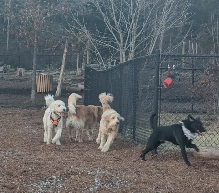 South Riding Dog Park 3