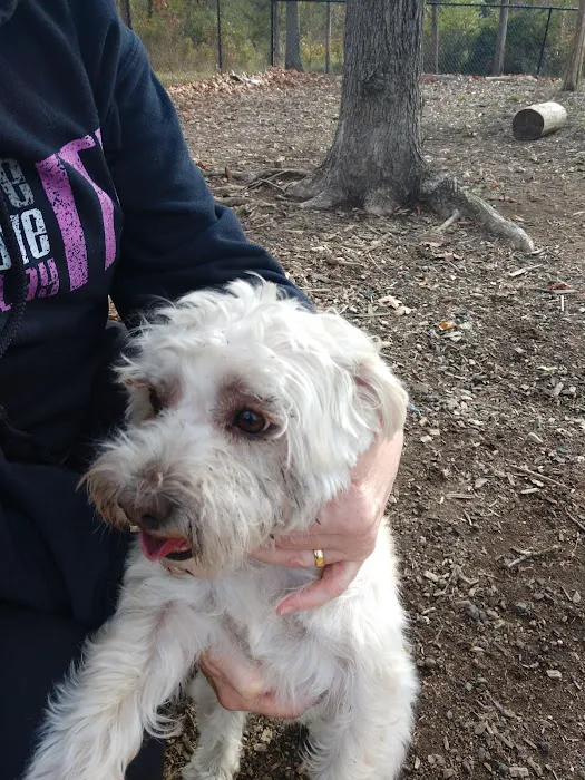 South Riding Dog Park 9