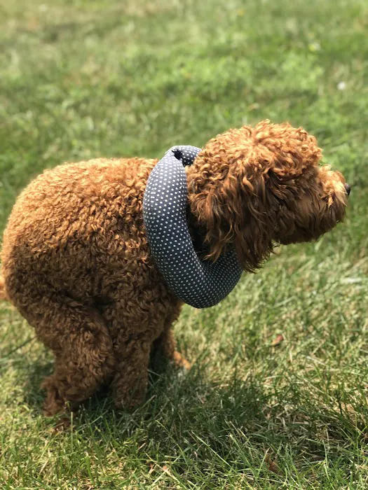 Regency Dog Park 2