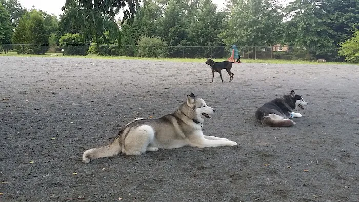 Mason District Off-Leash Dog Park 10