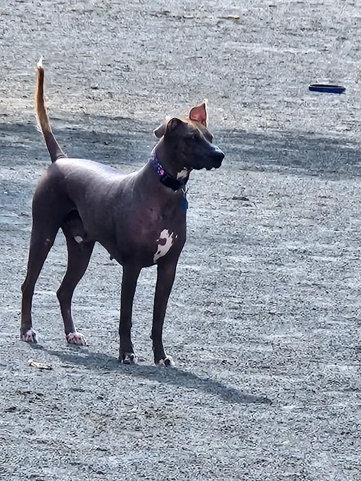 Mason District Off-Leash Dog Park 3