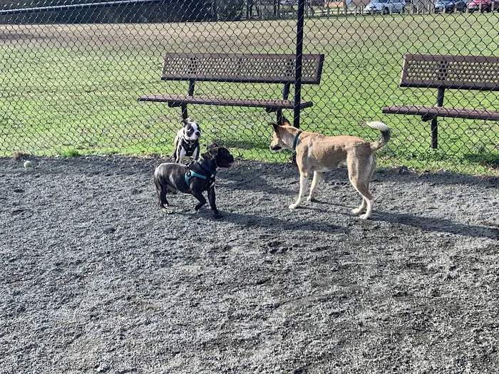Mason District Off-Leash Dog Park 5