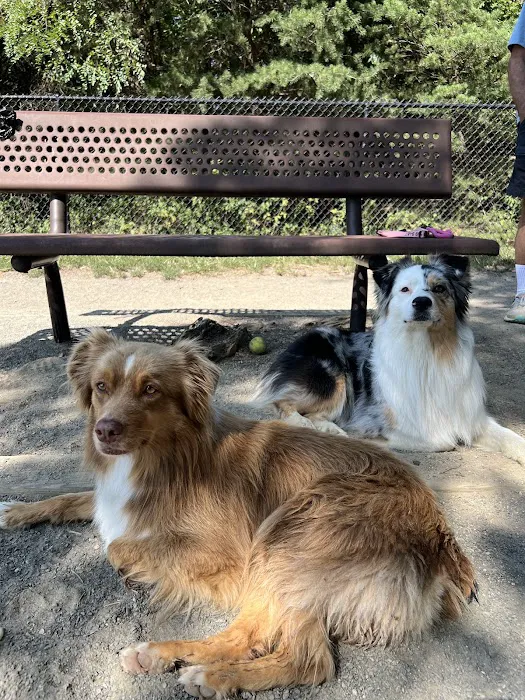 Mason District Off-Leash Dog Park 8