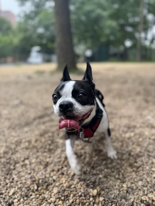 Virginia Highlands Interim Dog Run 1