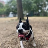 Virginia Highlands Interim Dog Run ico