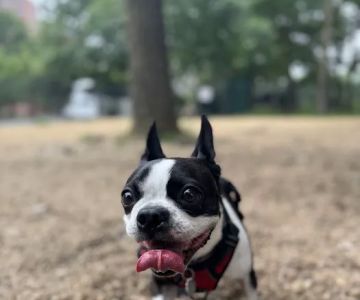 Virginia Highlands Interim Dog Run