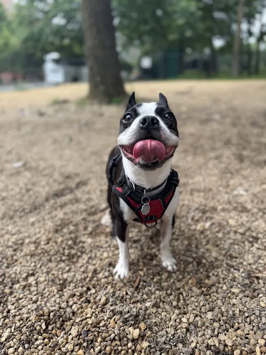 Virginia Highlands Interim Dog Run 2