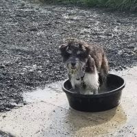 Monticello Dog Park ico
