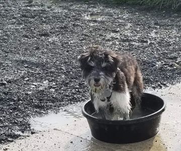 Monticello Dog Park