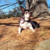 Heritage Forest Dog Park ico