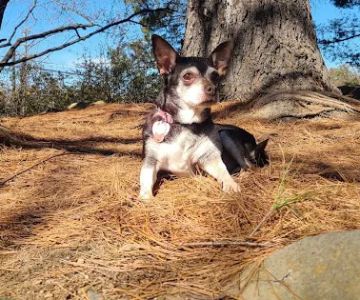 Heritage Forest Dog Park
