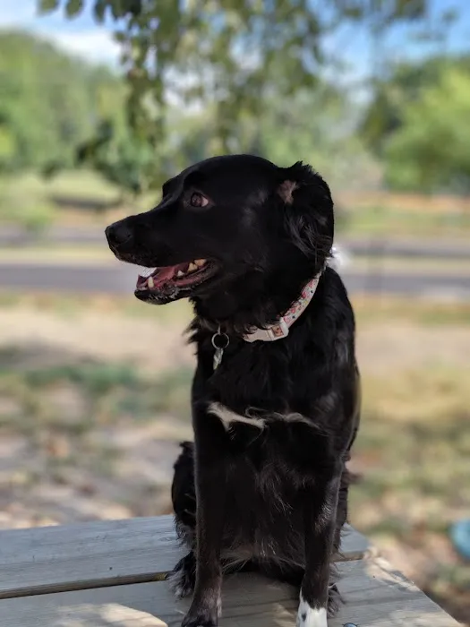Fort Barnard Dog Park 4