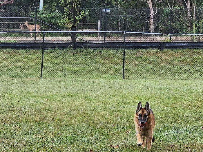 Duke Street Dog Park 10