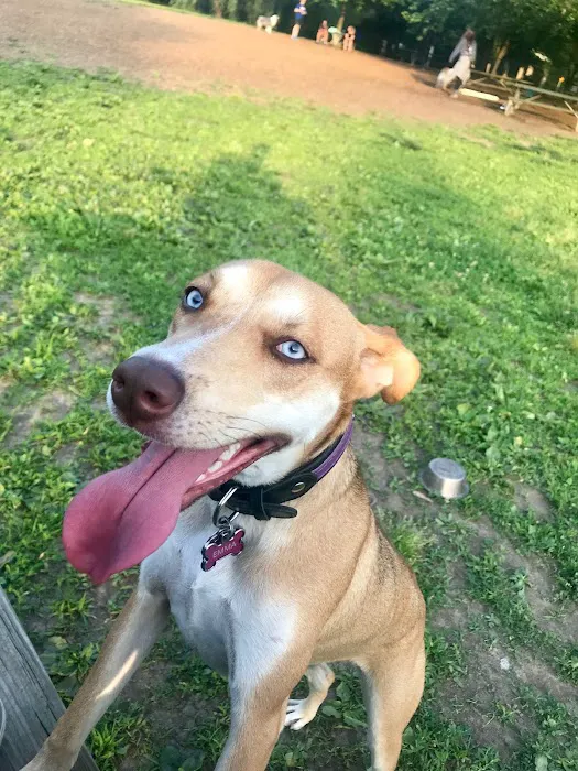 Duke Street Dog Park 7