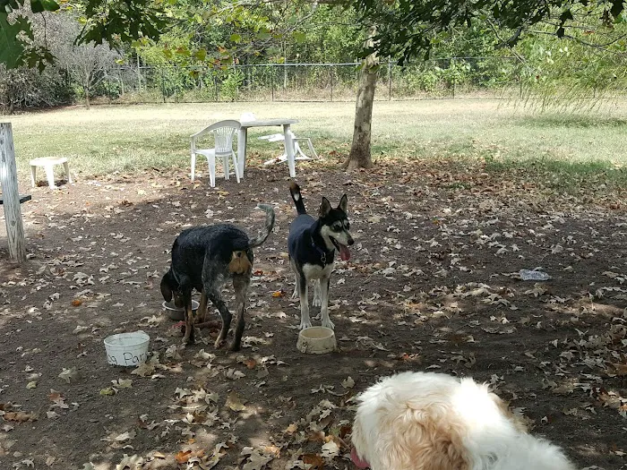 Duke Street Dog Park 9