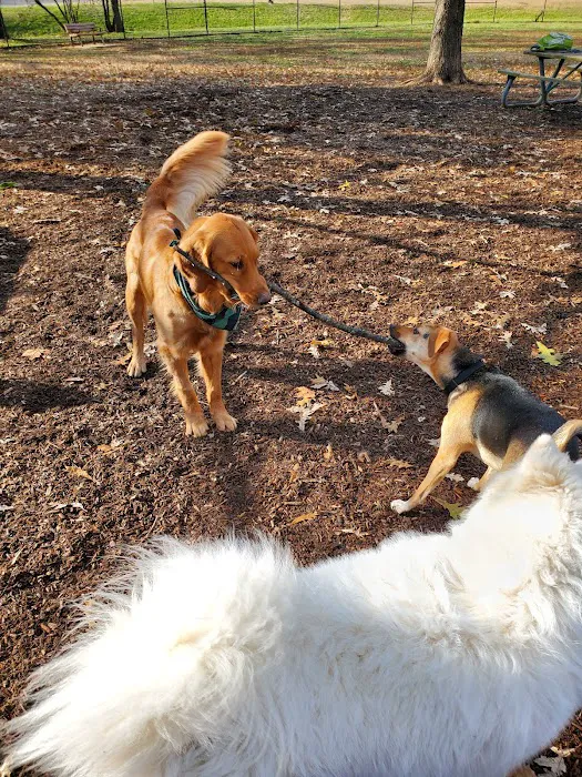 Duke Street Dog Park 8