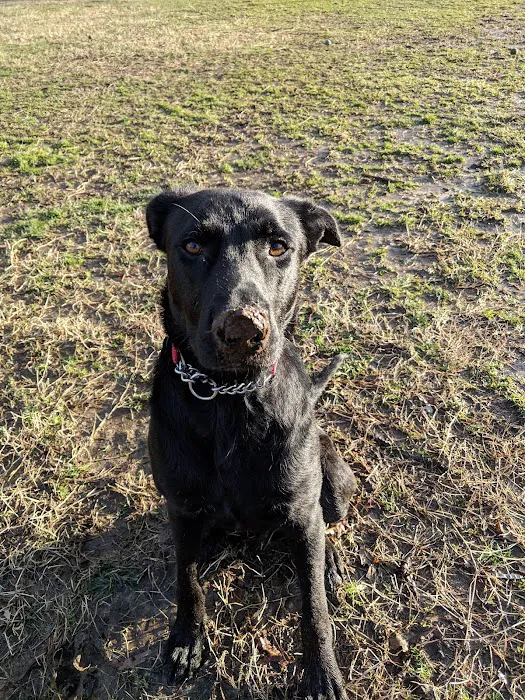 Duke Street Dog Park 5