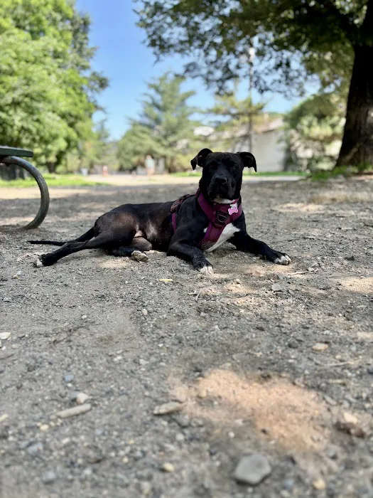 Shirlington Dog Park 7