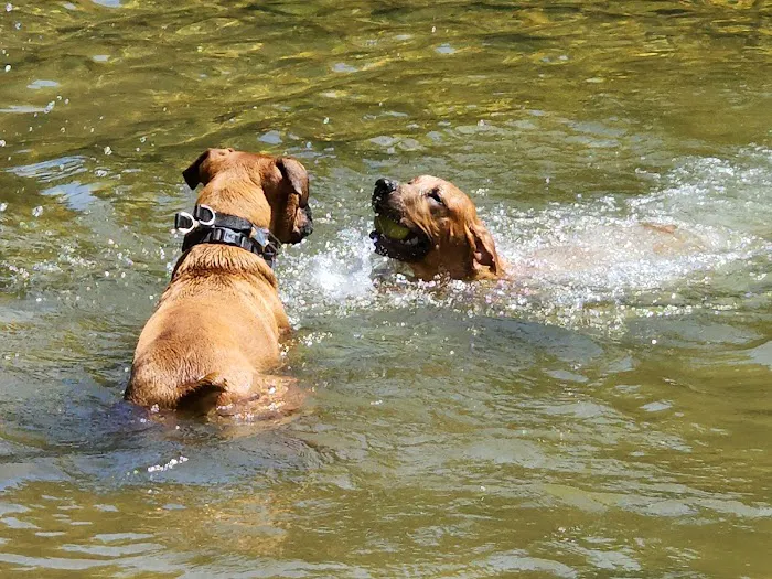 Shirlington Dog Park 10