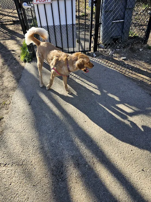 Shirlington Dog Park 6
