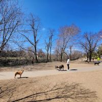 Shirlington Dog Park ico