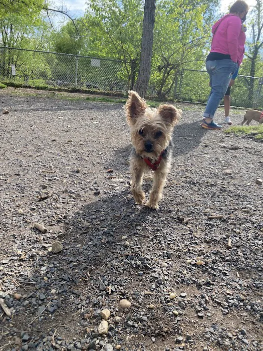 Shirlington Dog Park 4