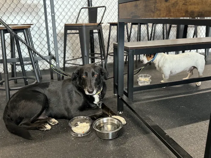 Snouts & Stouts - Indoor Dog Park & Bar 3