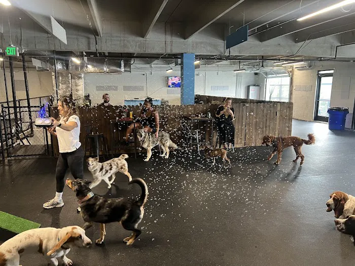 Snouts & Stouts - Indoor Dog Park & Bar 6