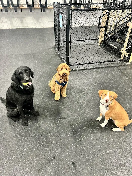 Snouts & Stouts - Indoor Dog Park & Bar 2