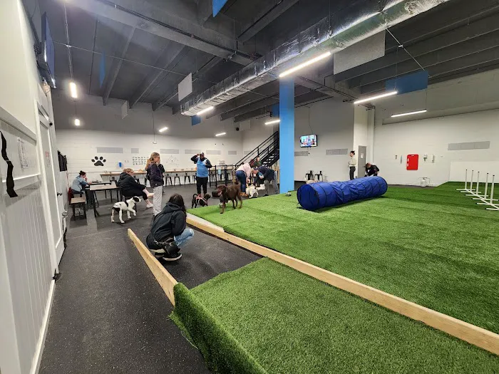 Snouts & Stouts - Indoor Dog Park & Bar 5