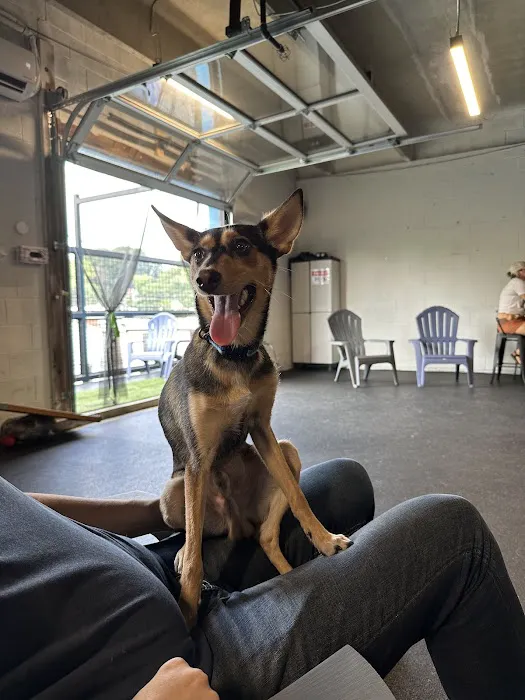 Snouts & Stouts - Indoor Dog Park & Bar 7