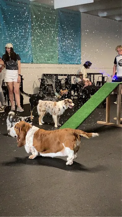 Snouts & Stouts - Indoor Dog Park & Bar 1