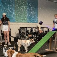Snouts & Stouts - Indoor Dog Park & Bar ico