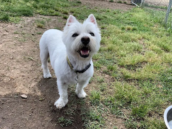Manassas Park Dog Park 3