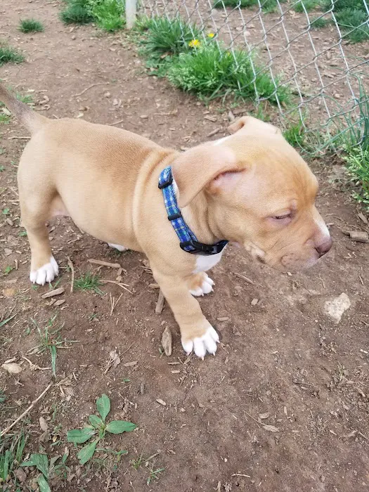Manassas Park Dog Park 7