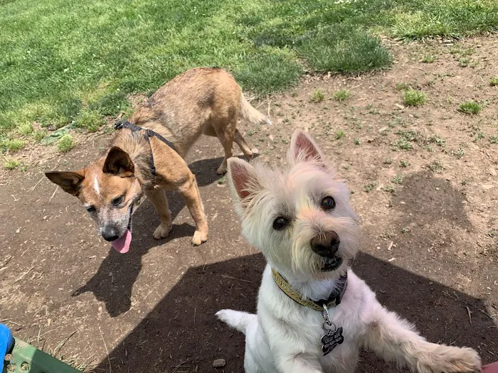 Manassas Park Dog Park 2