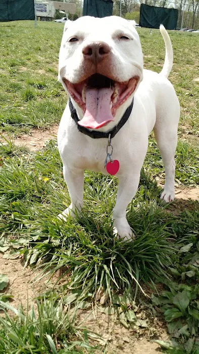 Manassas Park Dog Park 1