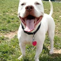 Manassas Park Dog Park ico