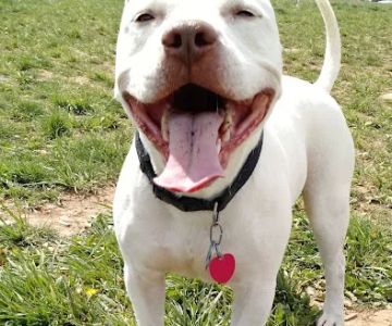 Manassas Park Dog Park