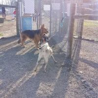 Grays Road Dog Park ico