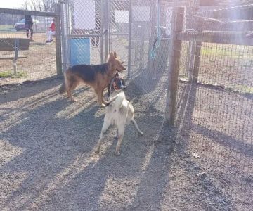 Grays Road Dog Park