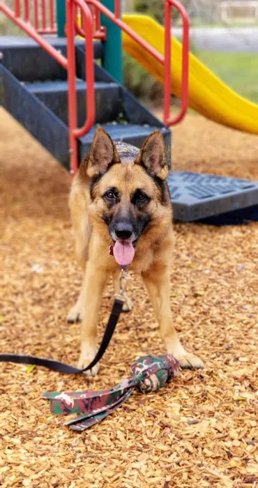 Dog Park White Plains 5