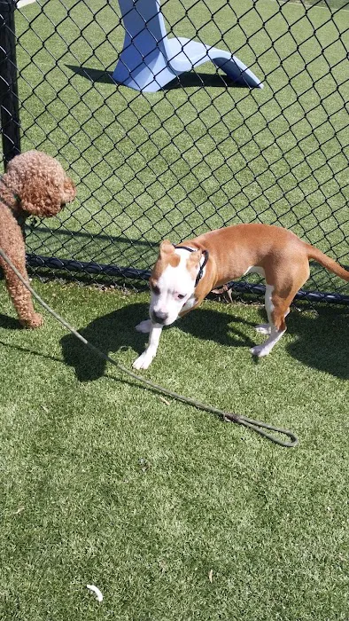 Southern Area Dog Park at Riverview Park 4