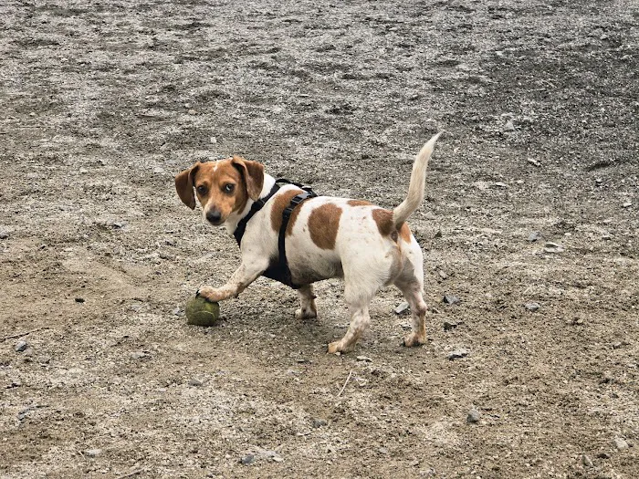 Dog Park 1