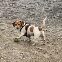 Dog Park ico