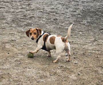 Dog Park