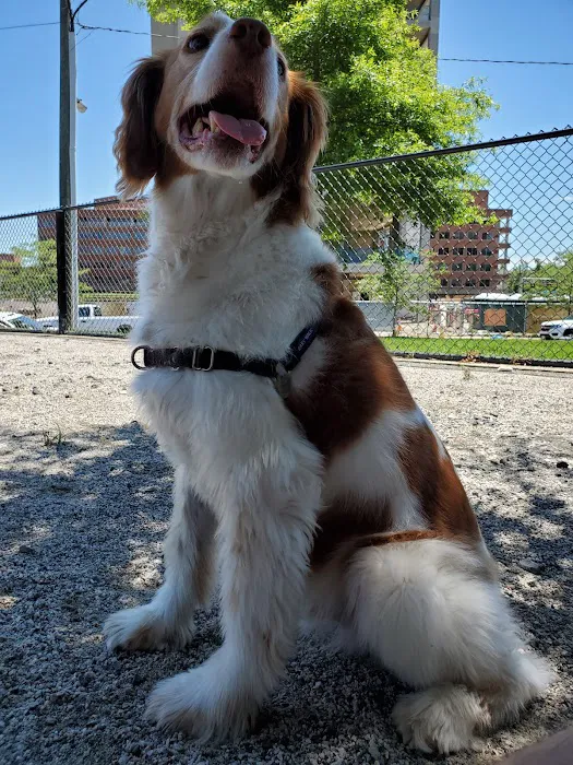Dog Park 2