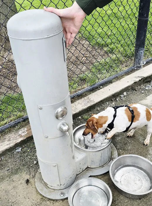 Dog Park 4